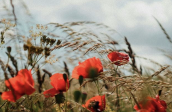 a poppy that blooms in the desert